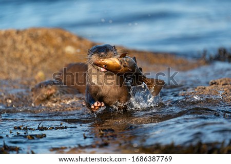 Close up of an adult female European Otter ( Lutra lutra) rushing out of water towards camera with a large fish pursued by her cub
