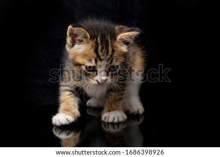 Domestic calico kitten cat, isolated on black background.
