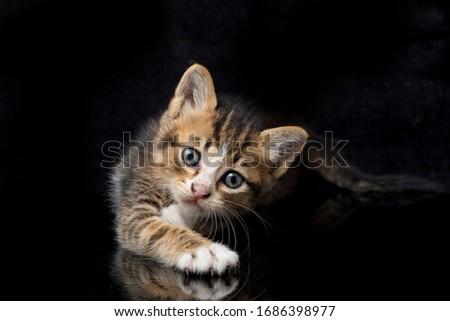 Domestic calico kitten cat, isolated on black background.
