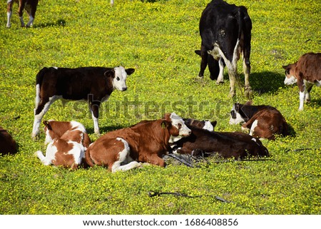 cows grazing in the field with the arrival of spring