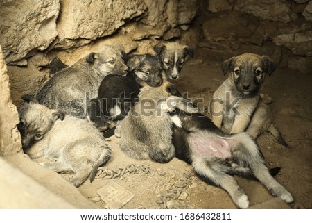Homeless puppies in abandoned house. Stray baby animals