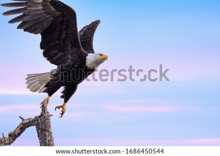 A Bald Eagle Taking Flight Royalty-Free Stock Photo #1686450544