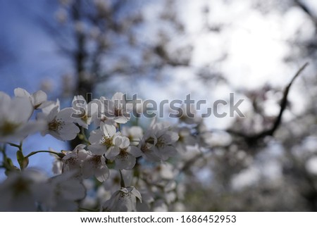 Cherry Blossom tree in Royal Park in London