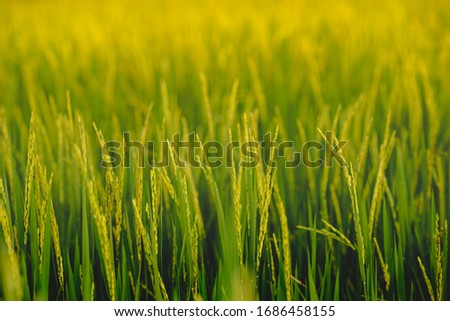 Rice paddy field is organic plant farm agriculture in country of Thailand