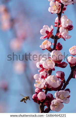 Beautiful pink peach tree flowers in blossom with deep colorful blue sky. Parts of image are blured due to shallow depth of field and large focal length