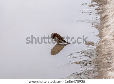 Sparrow looks at his reflection in a puddle.
