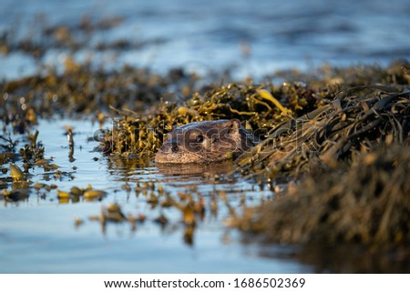 Close up of a European Otter cub (Lutra lutra) floating in a kelp bed Royalty-Free Stock Photo #1686502369