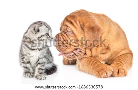 Bordeaux mastiff puppy dog sniffing baby kitten. isolated on white background
