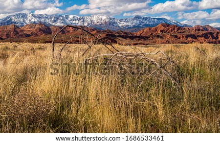 dead grass and bushes in front of a snowy mountain and sandstone cliffs