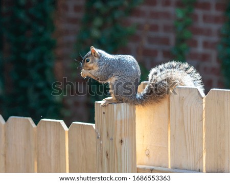 Squirrel sitting on a wooden fence eating from his hands with red brick and ivy in the background.  Wildlife, animal, nature.
