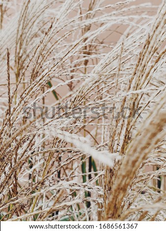Natural abstract background. Dry reeds bowed by the wind against pink wall. Stylish texture.  Royalty-Free Stock Photo #1686561367