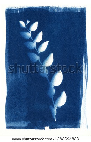 sun-printing or cyanotype process. Some leafs, petals, flowers, fern, lying on a watercolour paper covered with a special photosensitive liquid. Dark blue Prussian blue color print.