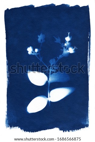 sun-printing or cyanotype process. Some leafs, petals, flowers, fern, lying on a watercolour paper covered with a special photosensitive liquid. Dark blue Prussian blue color print.