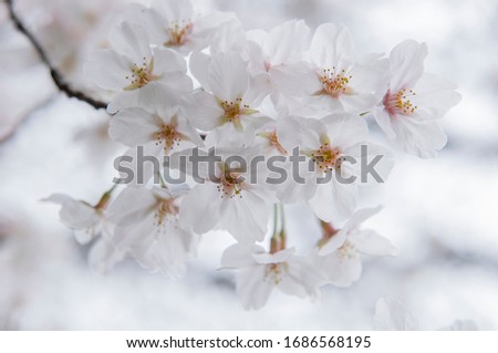Cherry blossoms are blooming. 
Cherry blossoms are the symbol of spring in Japan.
Spring in Japan is known for the blooming of cherry blossoms.