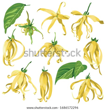 ylang ylang vector clip art set of tropical botanical illustrations. Yellow wild flowers with green leave