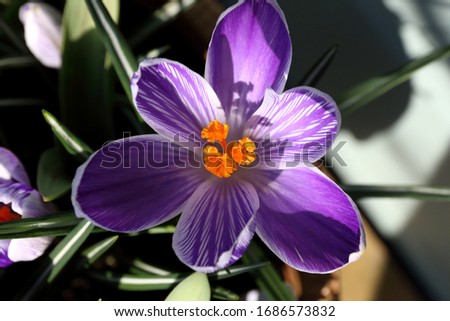 Purple Crocus with variegated petals and bright orange stamen.
