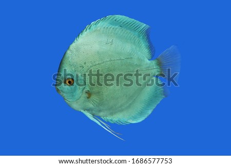 The blue discus on isolated blue background. Symphysodon aequifasciata is freshwater fish in cichlidae family native to the Amazon river basin in South America.