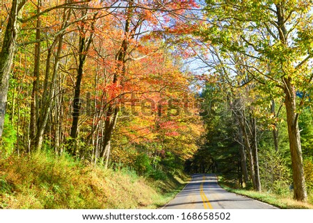 Road into autumn forest