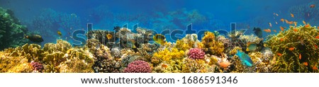 Underwater world. Coral fishes of Red sea. Egypt Royalty-Free Stock Photo #1686591346