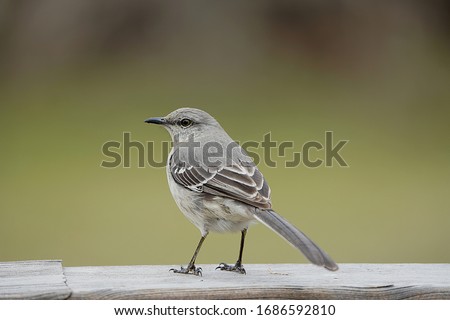 Northern Mockingbird sitting on a rail.                               