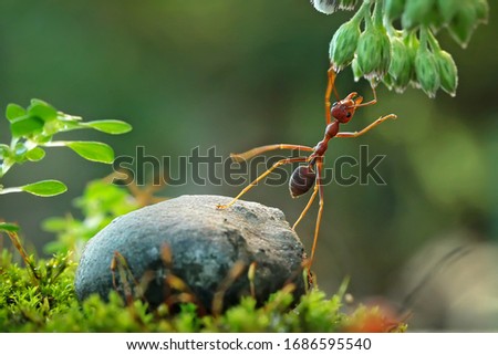 The World of Red Ants