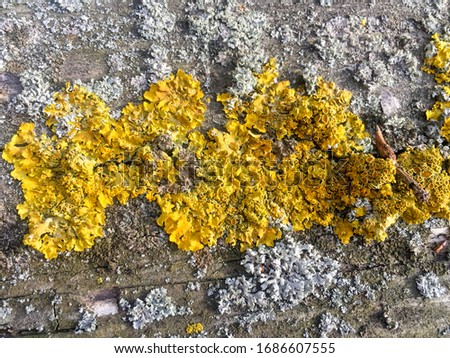 Background pattern, yellow mold on wood