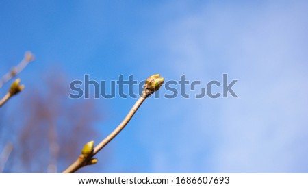 Branches of a tree with green buds and the kidneys on the trees swell with the advent of spring.