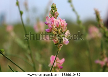Summer field with grass and flowers partial focused and blurred background