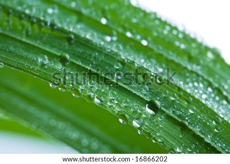 fresh wet grass background