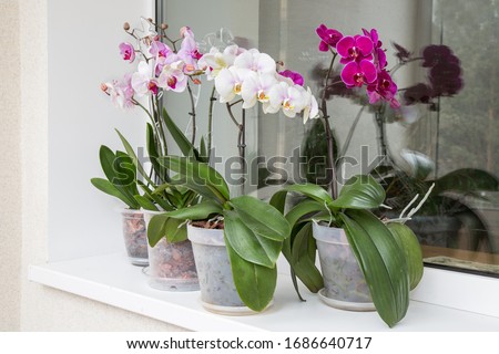 Multi-colored orchids in pots on a windowsill on a window background Royalty-Free Stock Photo #1686640717