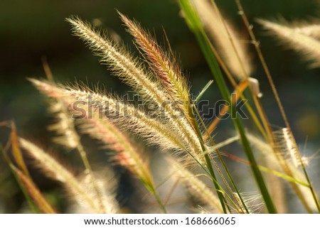 Flower grass impact sunlight. (Pennisetum pedicellatum Trin.)