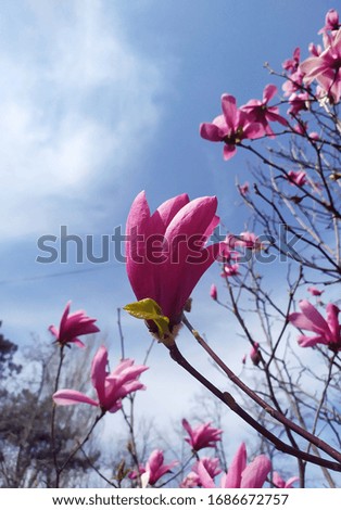 Magnolia blossoms, pink, spring park