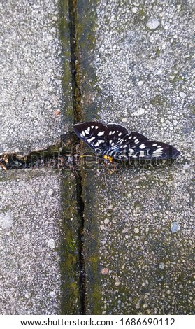 This photo depicts a butterfly sitting on the ground