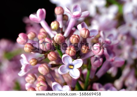 Blooming Common Lilac (Syringa vulgaris)
