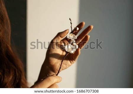 Romantic Background With Apricot Flower branch.