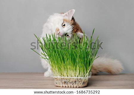 Cute tabby cat looking curious to a pot of cat grass.