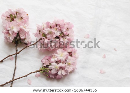 Spring feminine scene. Closeup of blossoming japanese cherry tree branches, pink petals on white linen table cloth background. Asian composition with sakura flowers, blooms. Top view.