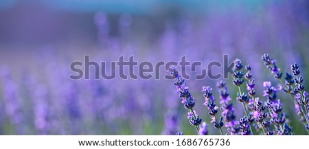 Banner. Lavender Field in the summer. Aromatherapy. Nature Cosmetics.
