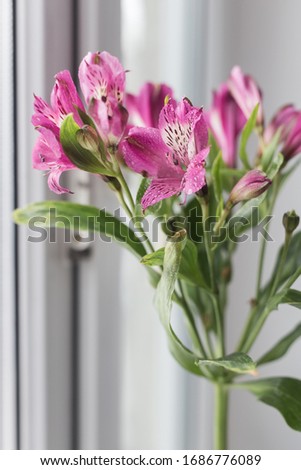 pink alstroemeria in the interior light photo