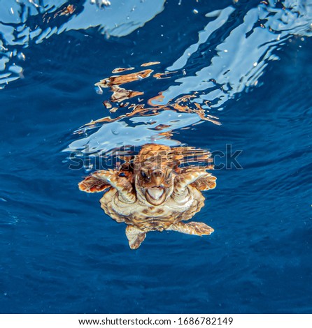 Picture shows a Sea Turtle release at the Bahamas