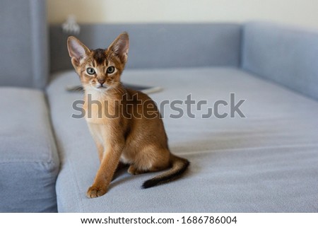 kitten Abyssinian cat on a gray sofa at home pet Royalty-Free Stock Photo #1686786004
