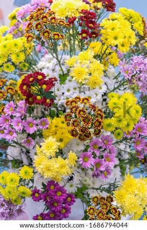 Chrysanthemum flowers, texture and background. Spring flowers of different colors of the rainbow. Beautiful wallpaper of fall chrysanthemum multiflora flowers. Top view