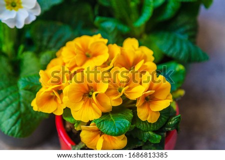 Assorted Primroses in Pots for Spring