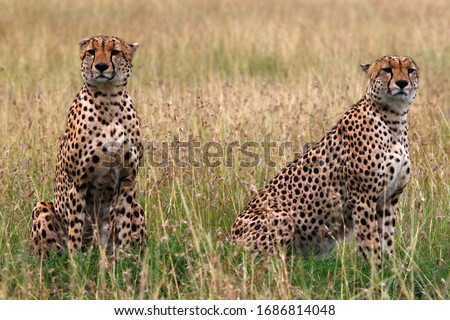 two cheetah brothers sit upright in the grass of the Kenyan savannah and look directly into the camera
