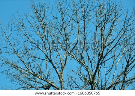 Dry tree branches against blue sky, Dead tree, trees on a blue sky background.idea use as background. 