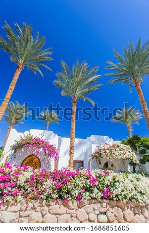 Pictures view of traditional Sharm el Sheikh houses on small street with flowers in foreground. Location: Sharm el Sheikh, Egypt, Africa. Travel summer holiday background concept