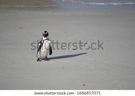 south africa dwarf penguin pictures