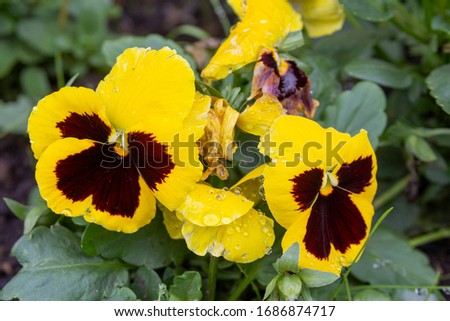 Yellow And Red Violet Type Pansy Flower