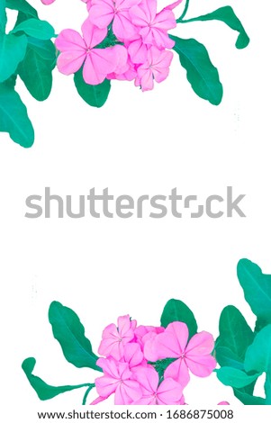Blue flowers and green plants against wooden background