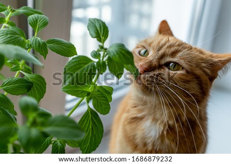 Ginger cat sniffs basil growing on a windowsill, indoors. Royalty-Free Stock Photo #1686879232